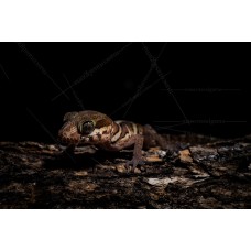Gecko Terrestre Malgache axanthic - Paroedura pictus